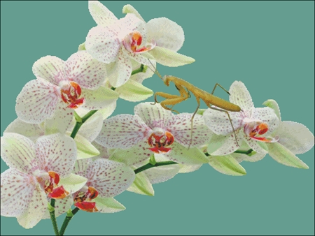 Orchids And Mantis